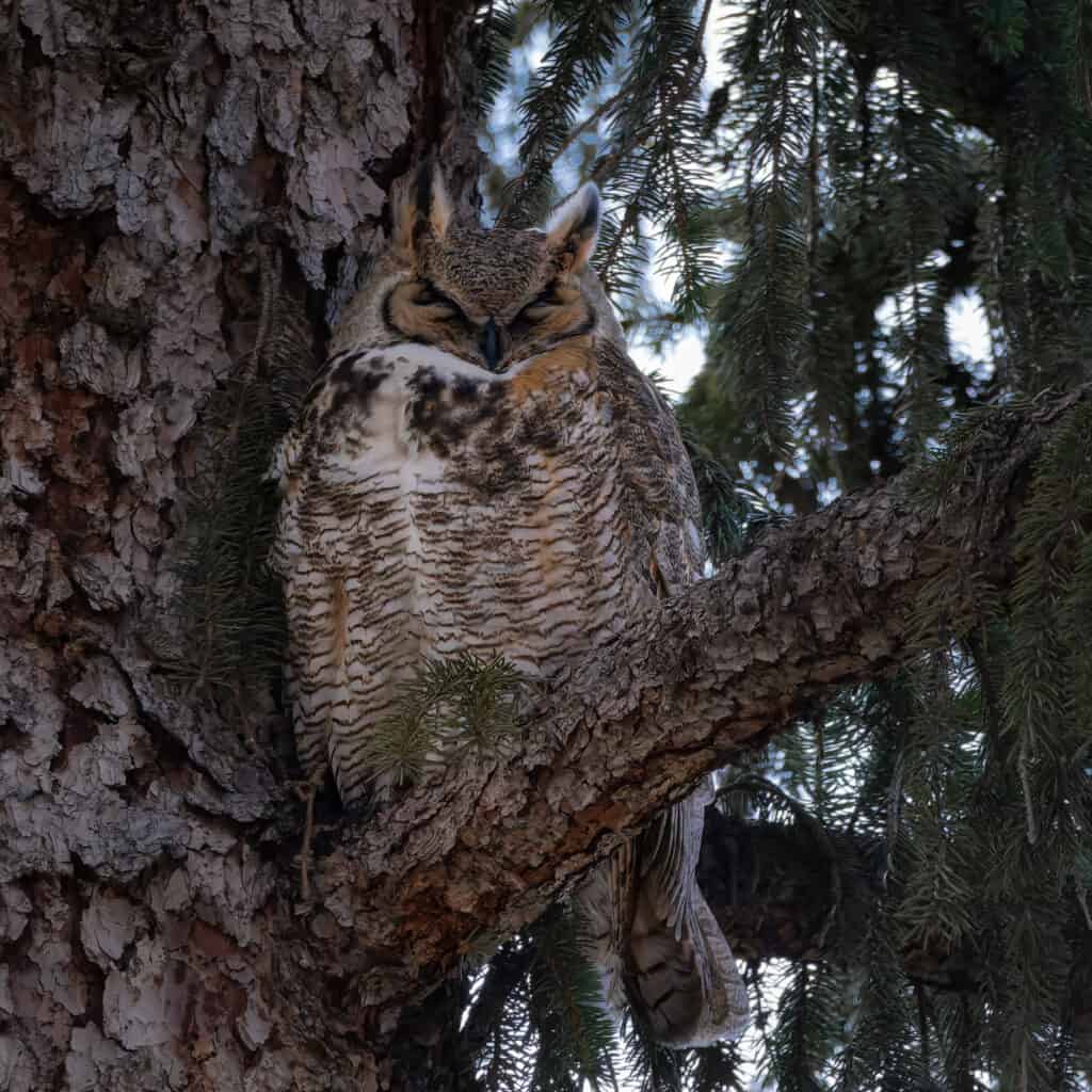 Great Horned Owl, Fort Collins, Colorado