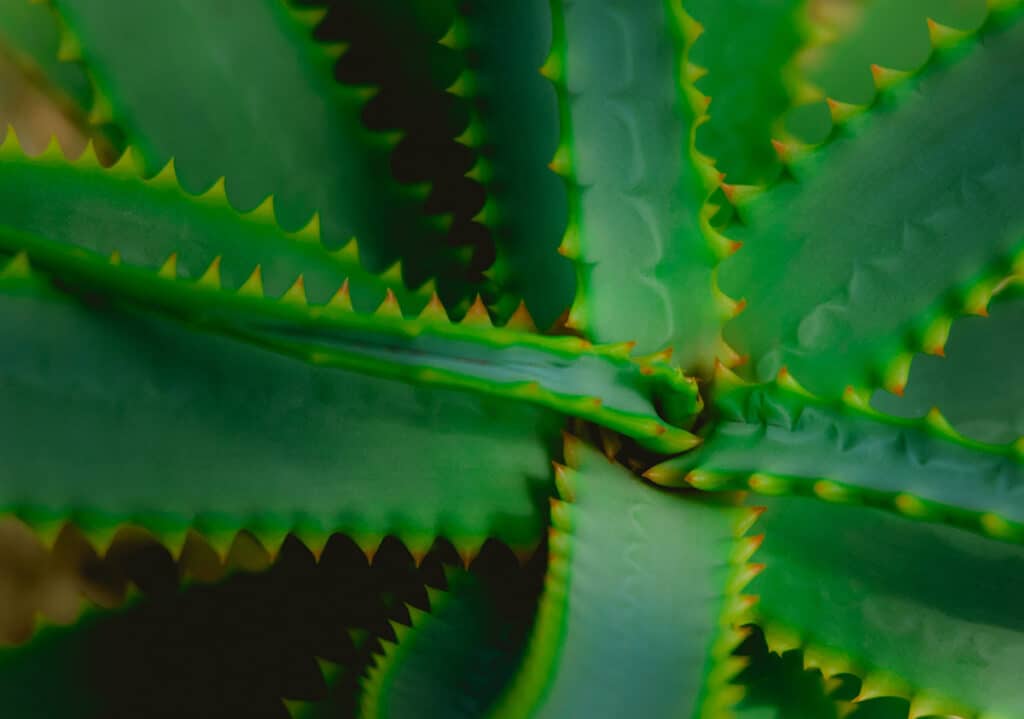Aloe Plant