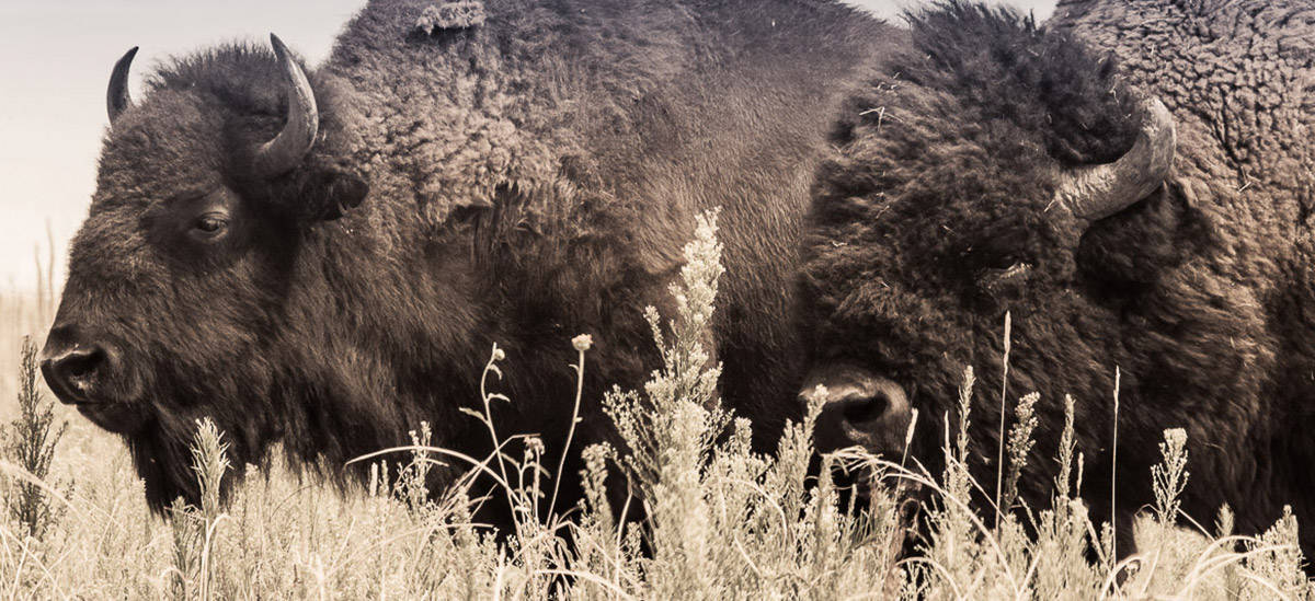 Two Bison at Rocky Mountain Arsenal