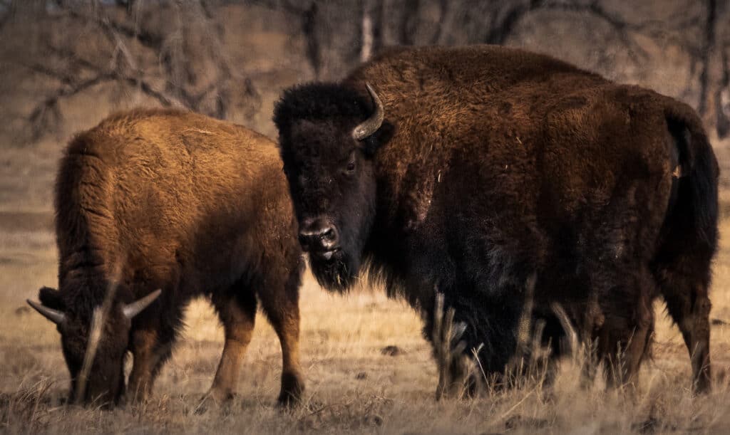 Bison at Rocky Mountain Arsenal NWR