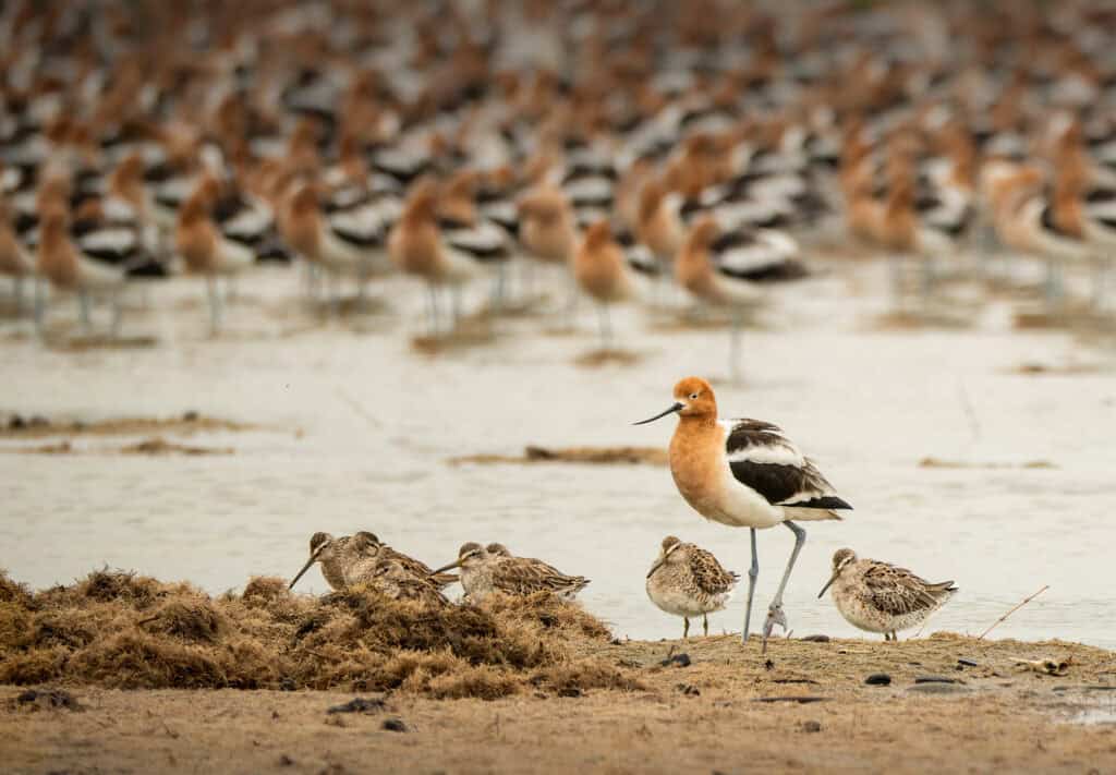 Avocet and Short-billed Dowitchers, Bolivar Flats, TX