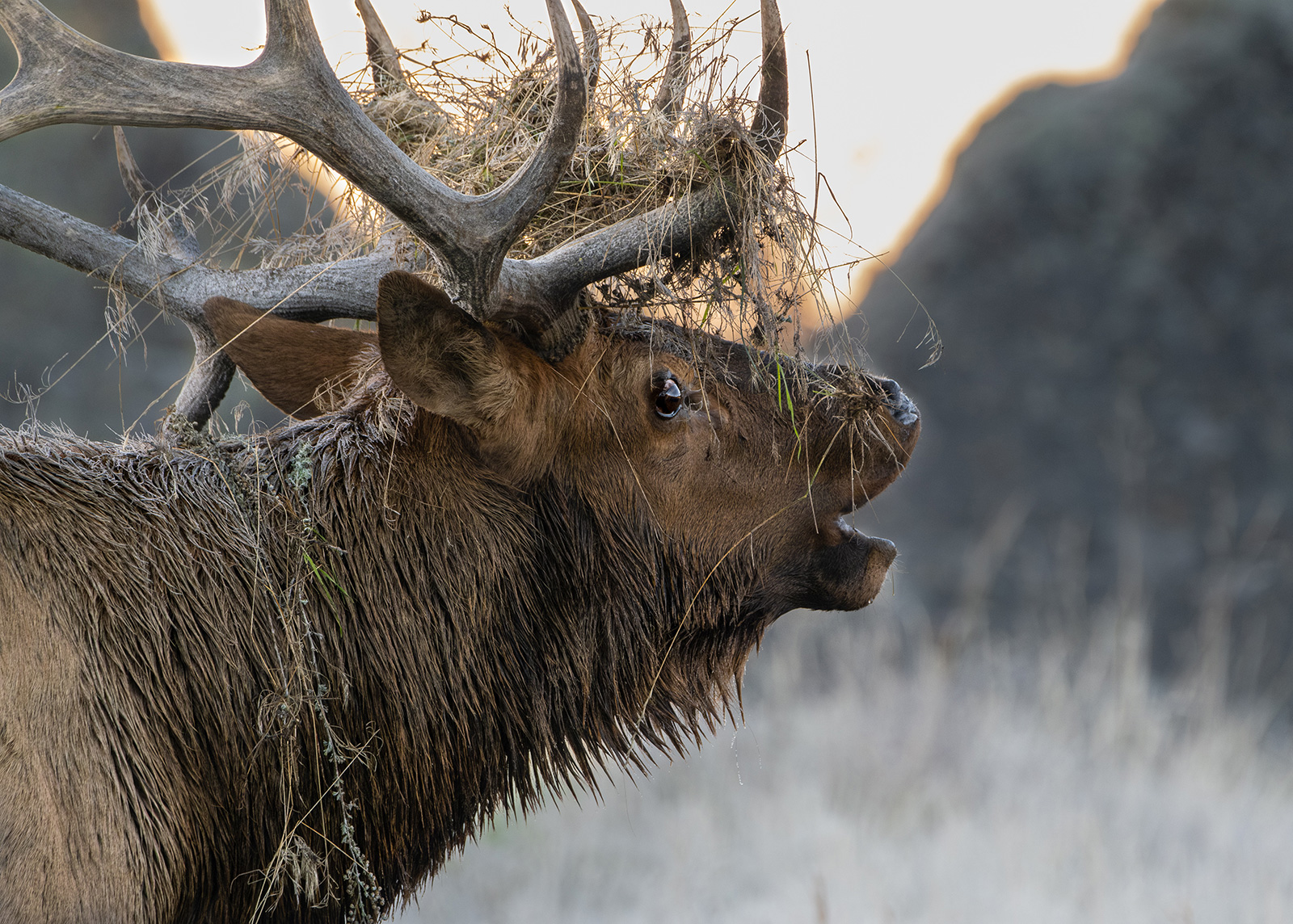 Post-wallow Bull Elk, RMNP