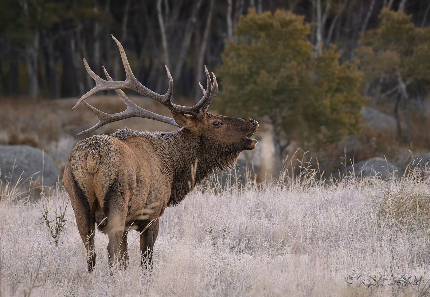 Bull Elk on a Frosty Morning, RMNP