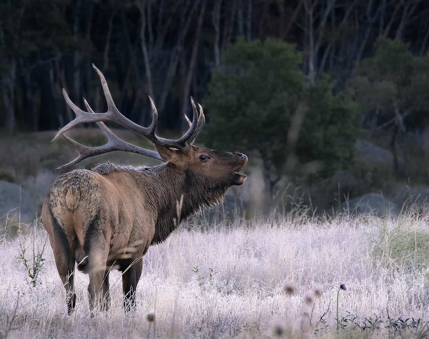 Bull elk on a frosty morning in Rocky Mountain National Park