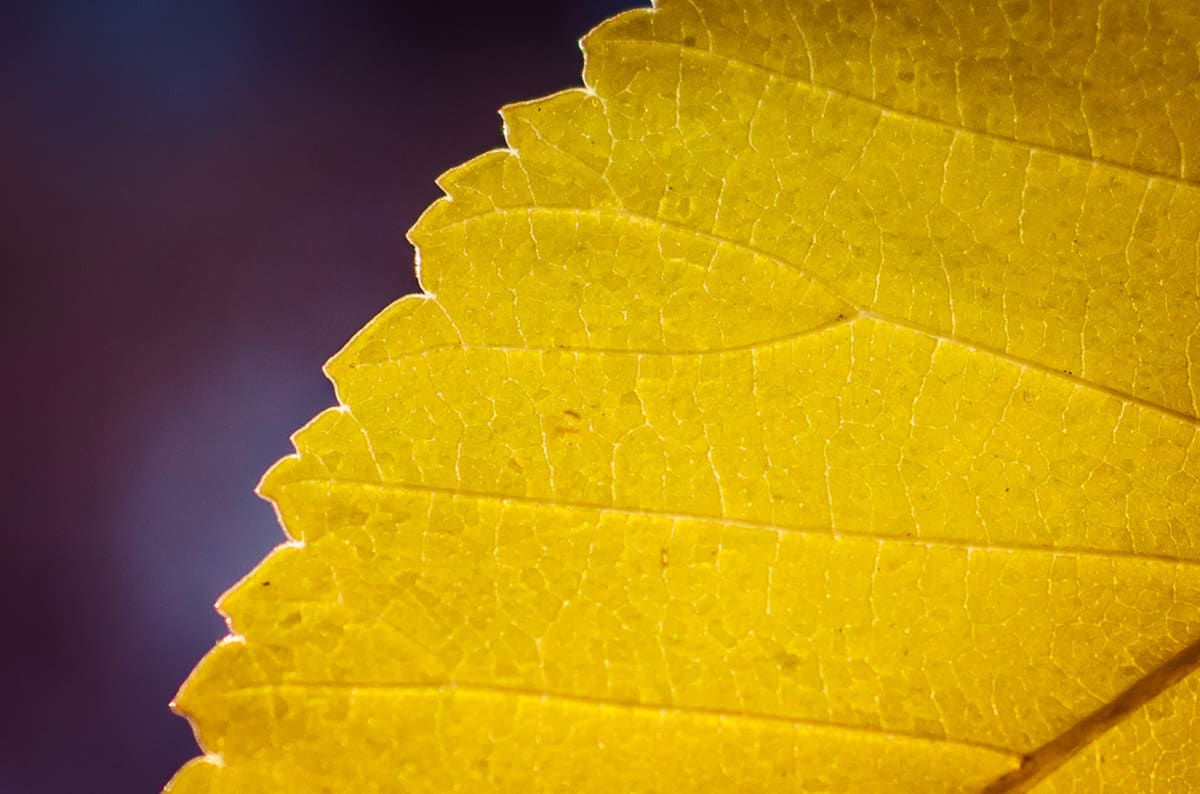 Yellow Leaf Macro