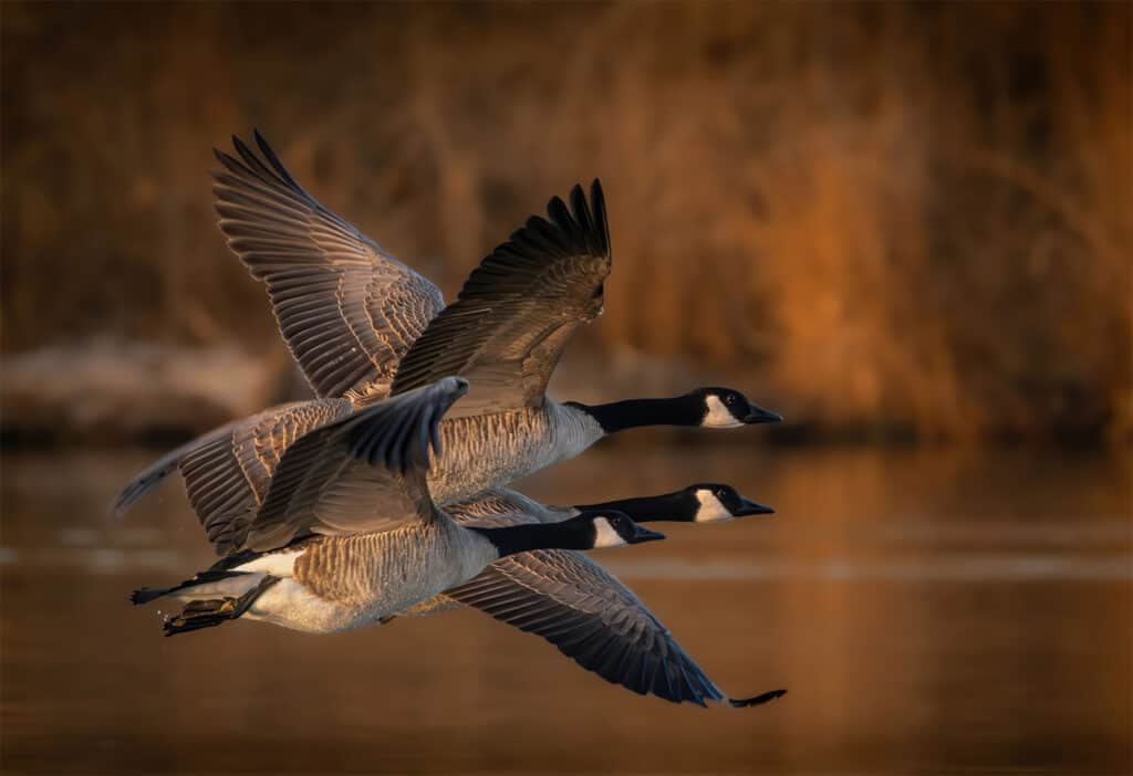 Canada Geese Trio, Fort Collins