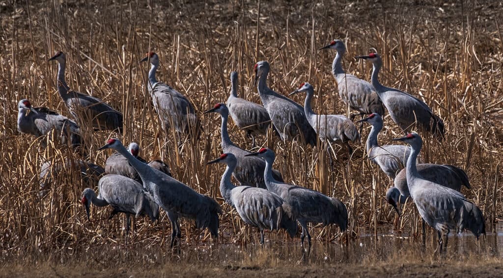 Sandhill Cranes Near Kearney, NE