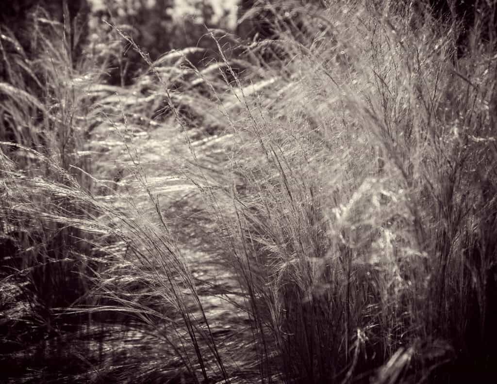 Soft Grasses