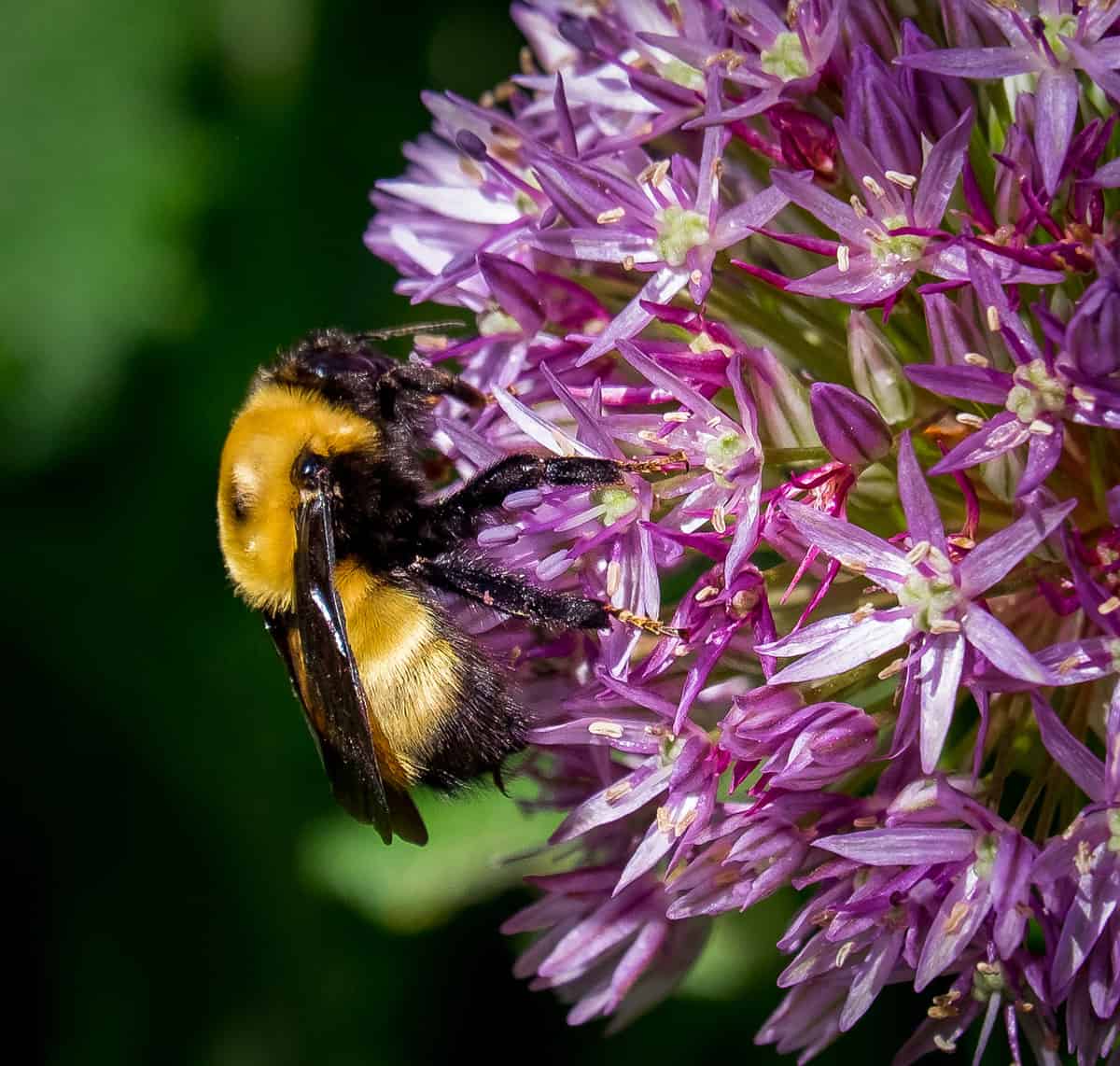 Bee at Denver Botanic Garden