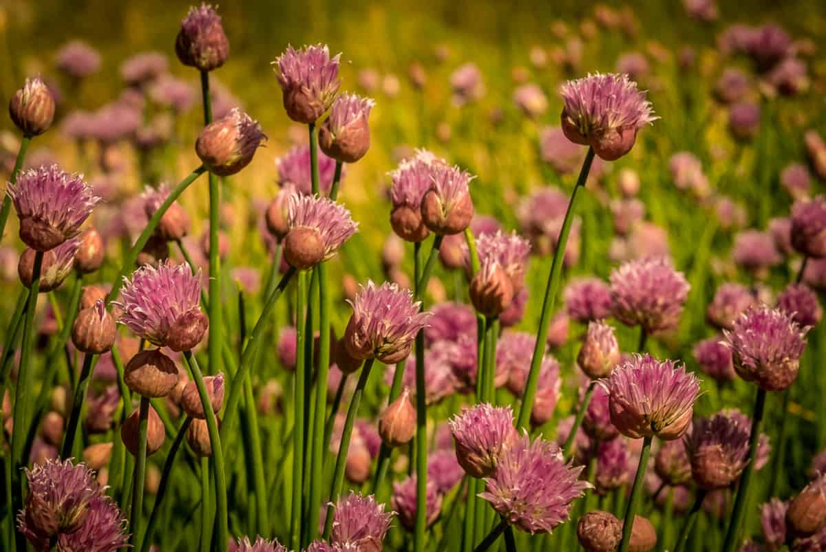 Denver Botanic Garden Flowers