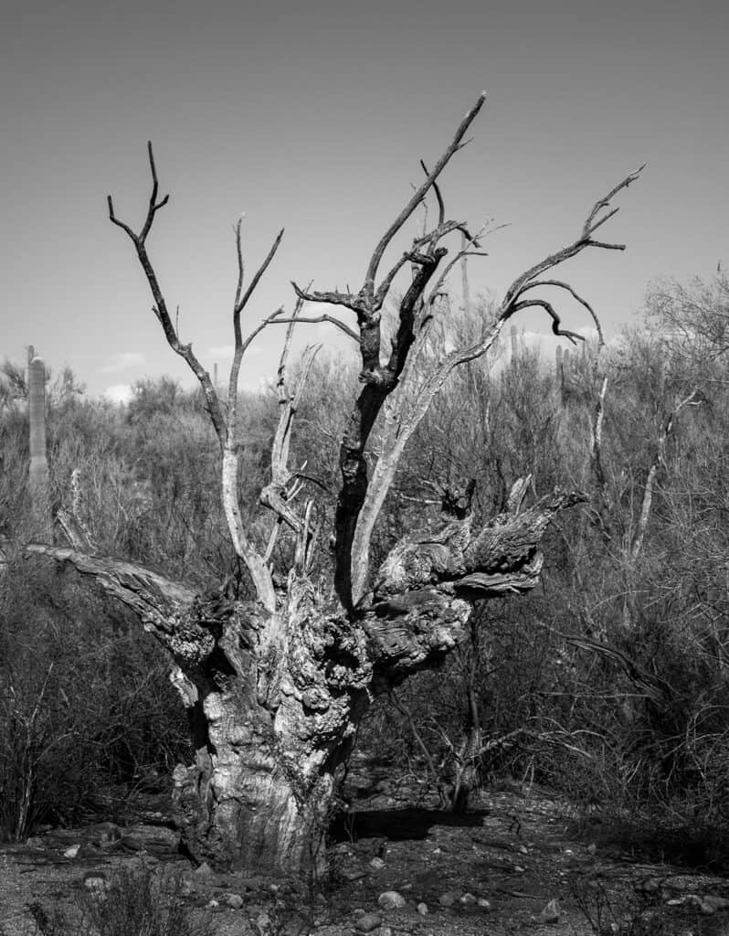 Sonoran Desert Tree