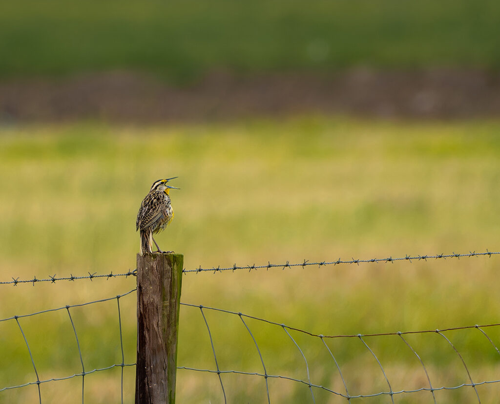 Eastern Meadowlark at Anahuac NWR, TX