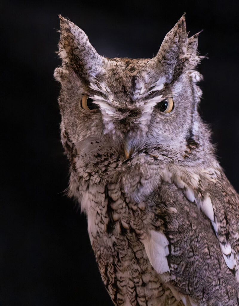 Captive Eastern Screech Owl, Rocky Mountain Raptor Program