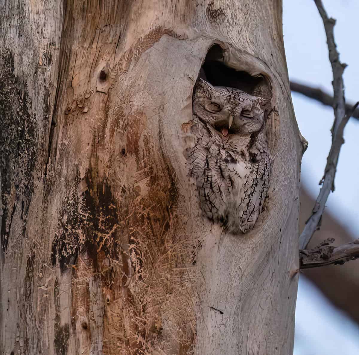 Sleepy Eastern Screech Owl, Fort Collins