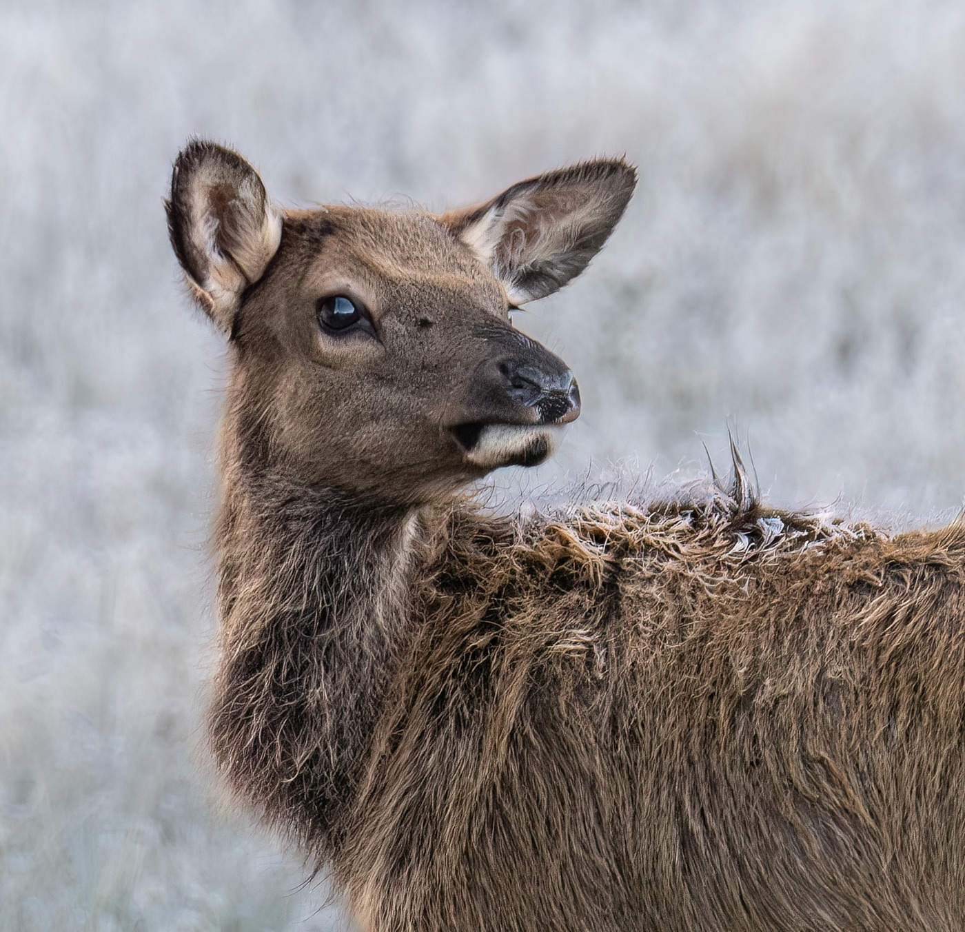 Elk Calf, Rocky Mountain National Park
