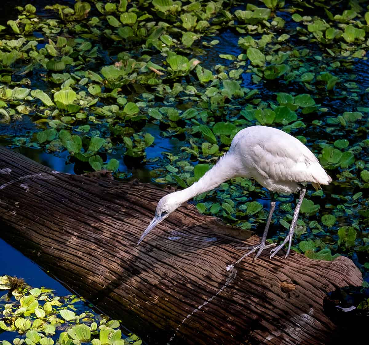Juvenile Reddish Egret - Maybe?