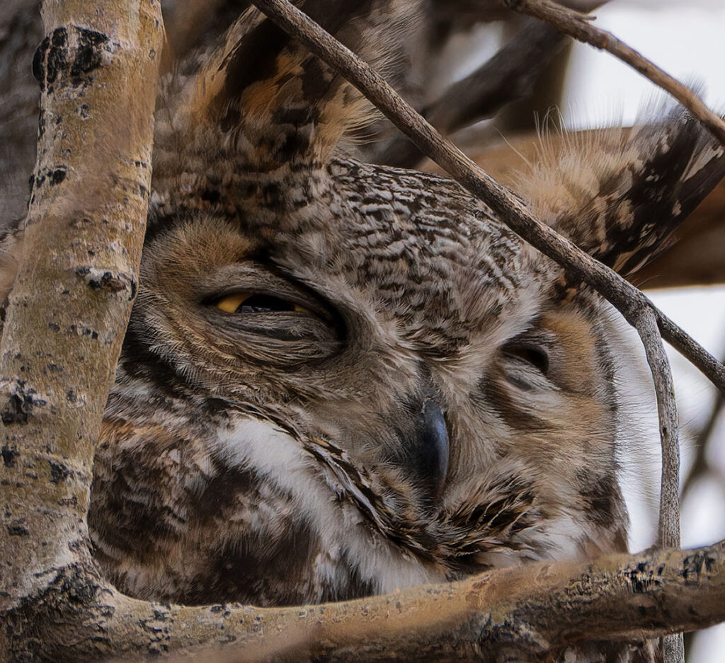 Sleepy Great Horned Owl, Lafayette, Colorado