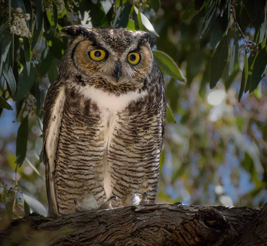 Great Horned Owl, Tucson, AZ
