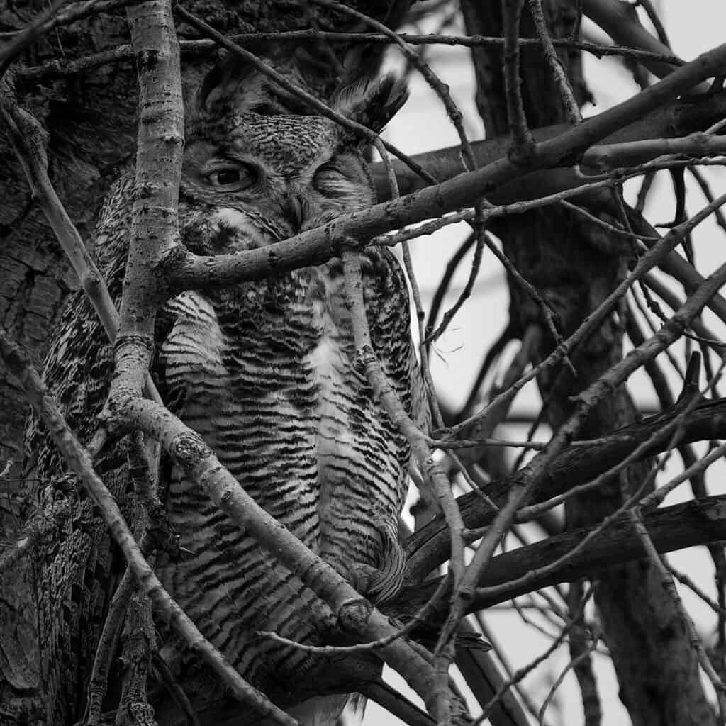 Great Horned Owl, Lafayette, CO
