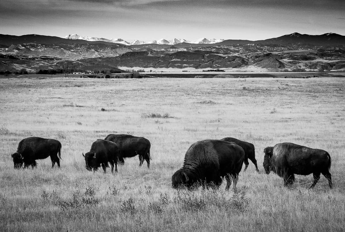 Bison Near Wyoming Border