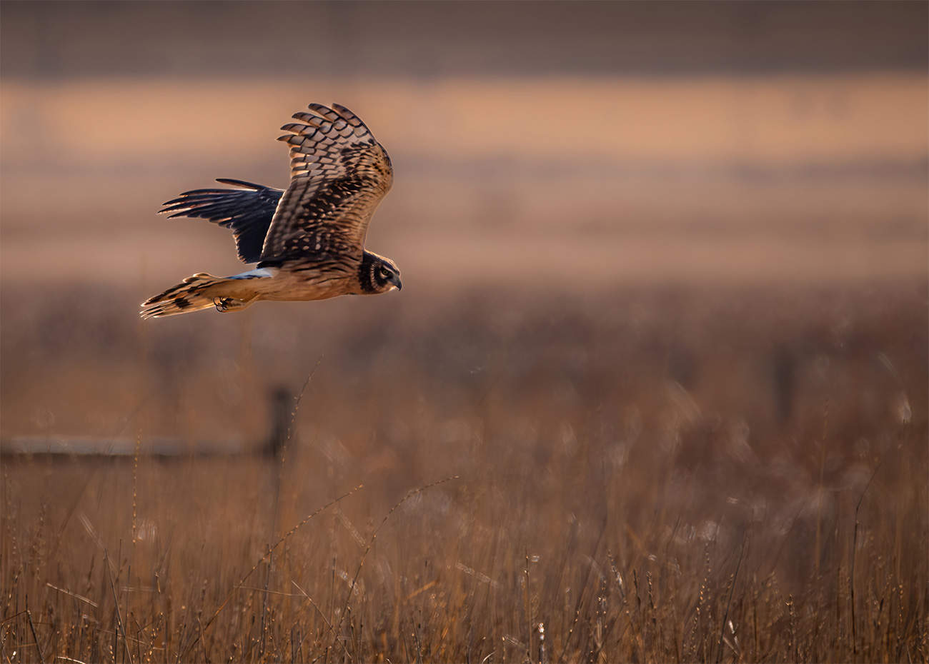 Northern Harrier Hunting, Weld County, CO