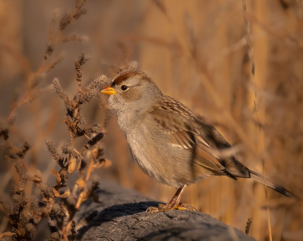 Immature White-crowned Sparrow, Fort Collins, CO