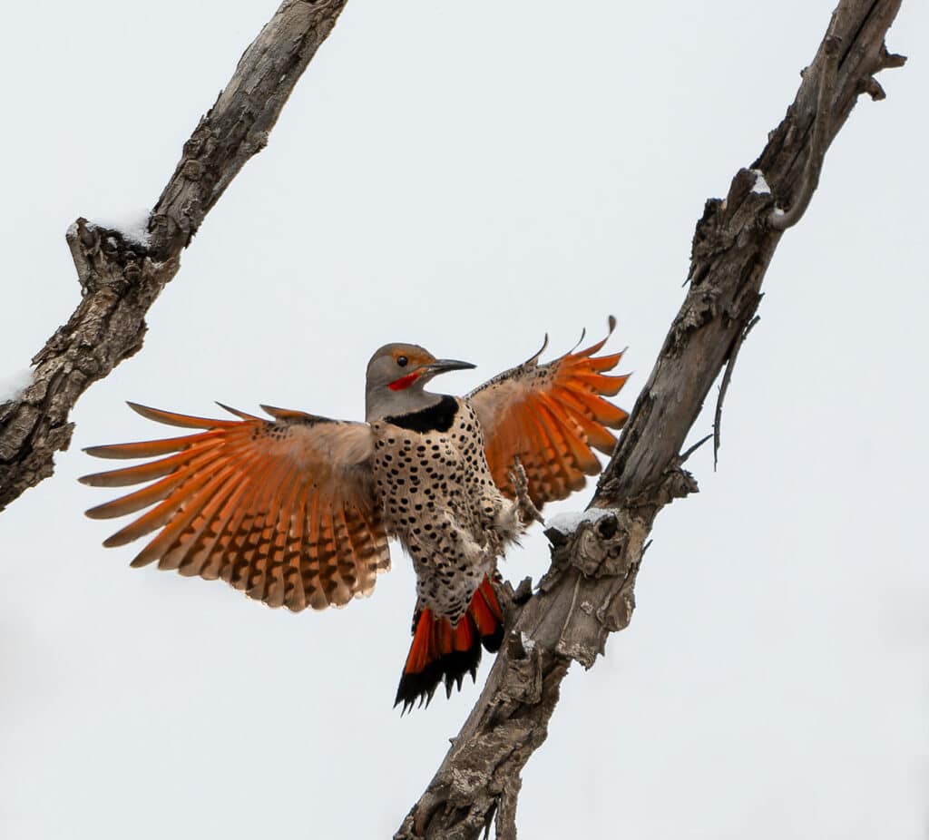 Male Northern Flicker, Fort Collins, CO