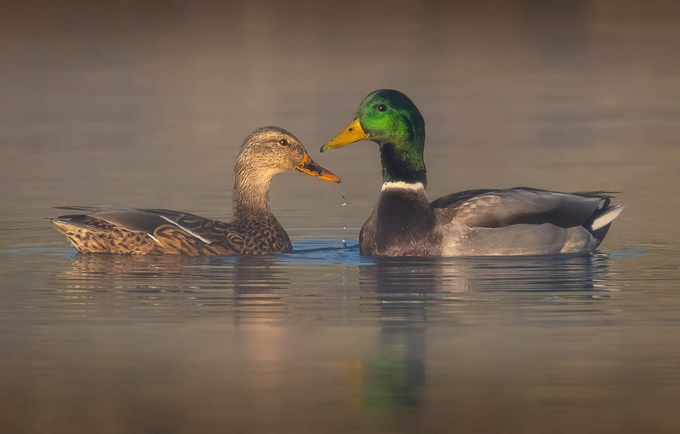 Mallards in the Morning Mist, Red Fox Meadows, Fort Collins, CO