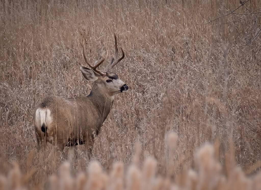 Mule Deer Buck, Fort Collins, CO