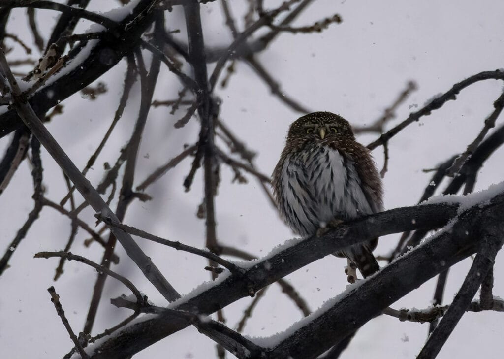 Northern Pygmy Owl, Fort Collins, CO