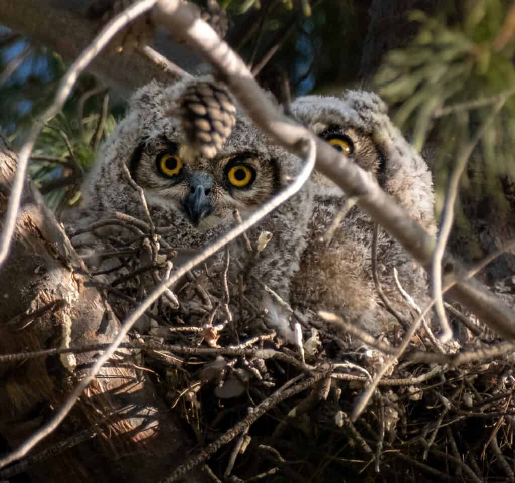Great Horned Owlets, Tucson, AZ