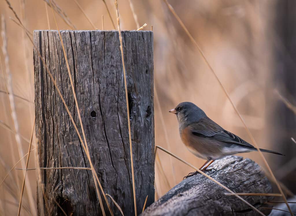 Pink-sided Junco, Red Fox Meadows, Fort Collins