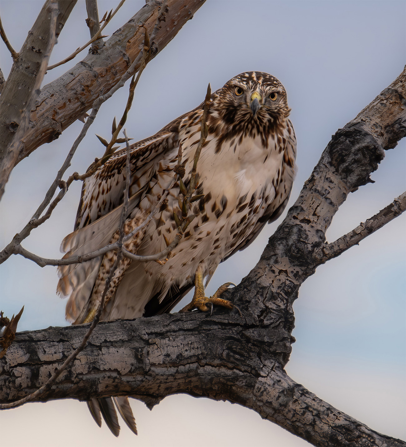Red-tailed Hawk, Boulder County, CO