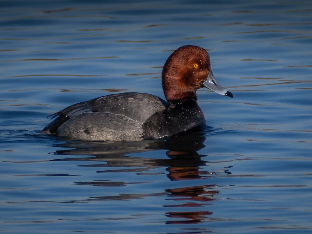 Redhead, Fossil Creek Park, Fort Collins, CO
