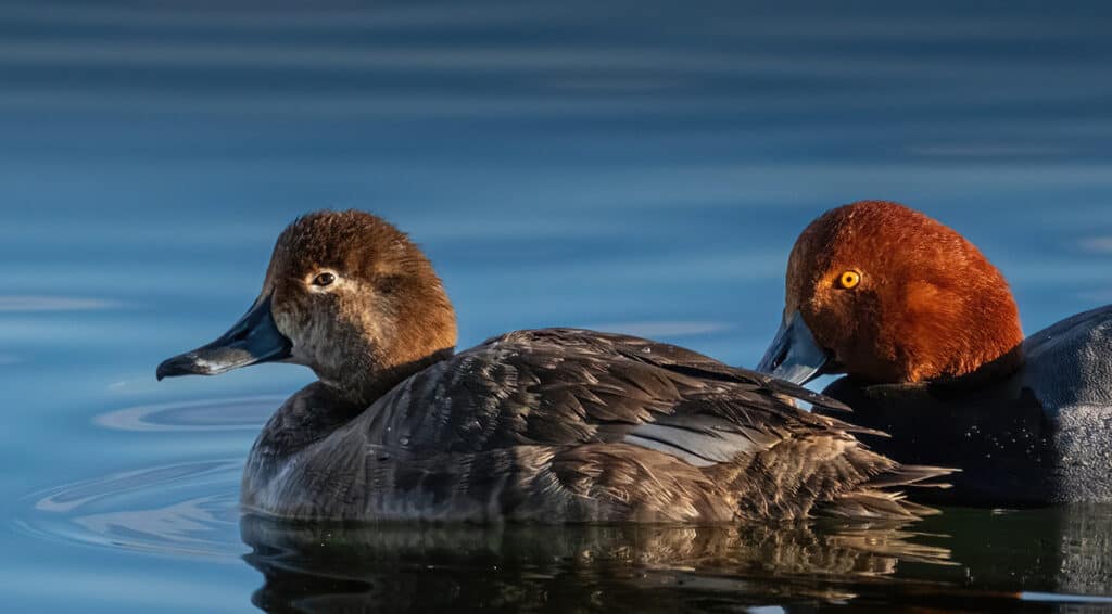 Pair of Redheads, Fossil Creek Park, Fort Collins, CO