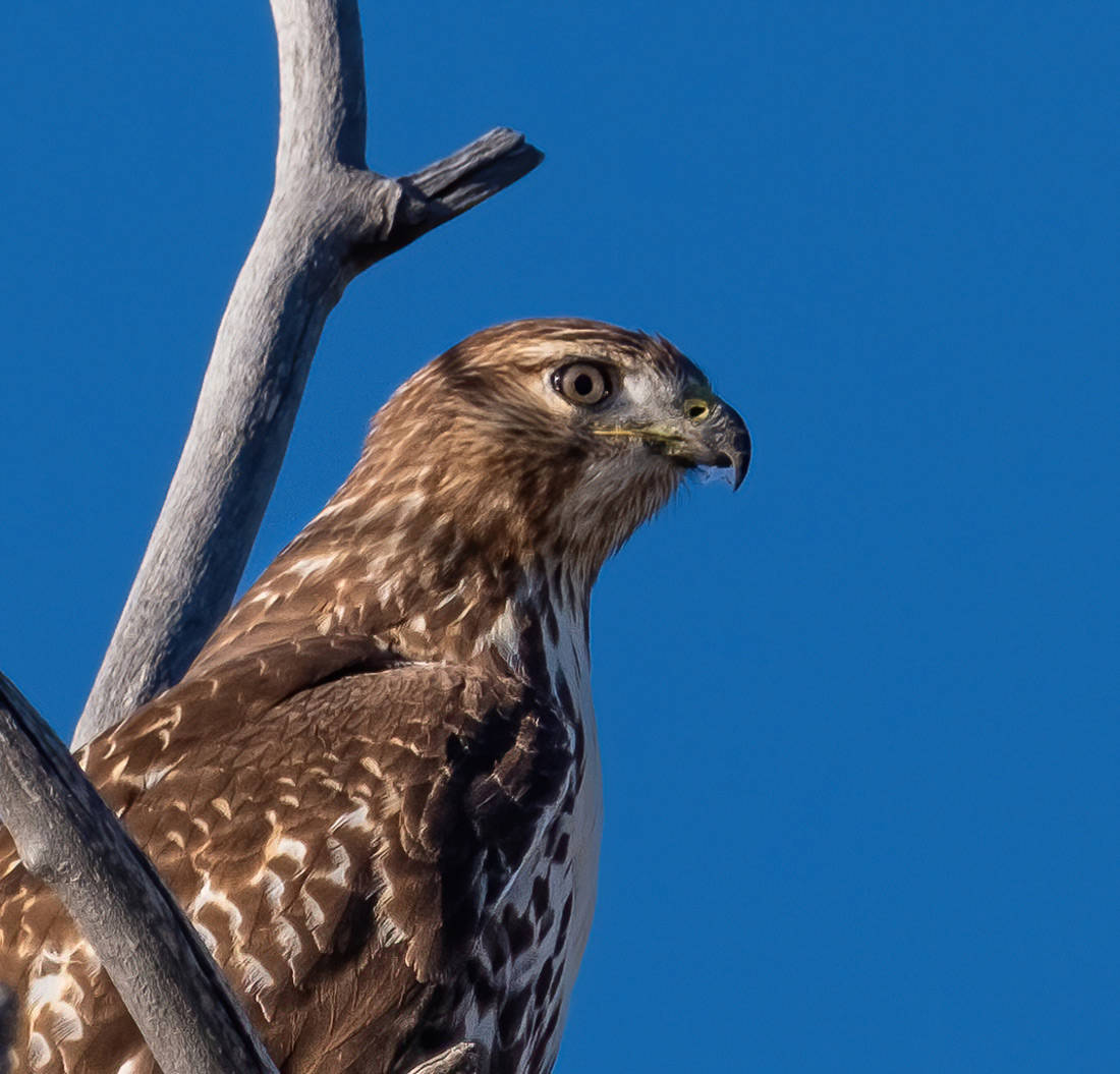 Red-tailed Hawk, Fort Collins, CO