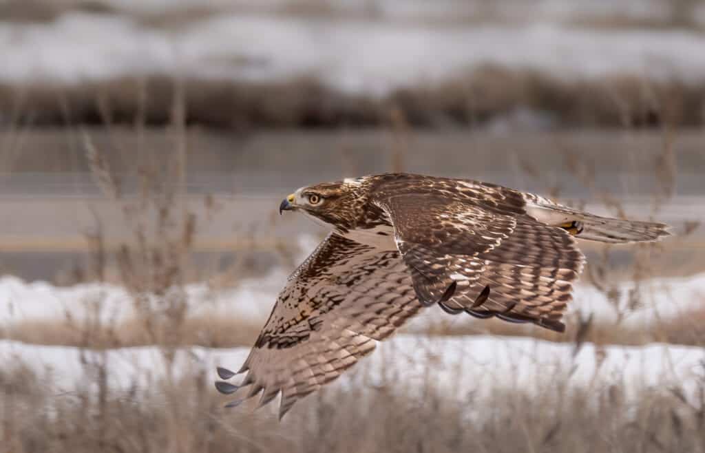 Red-tailed Hawk, Fort Collins, CO