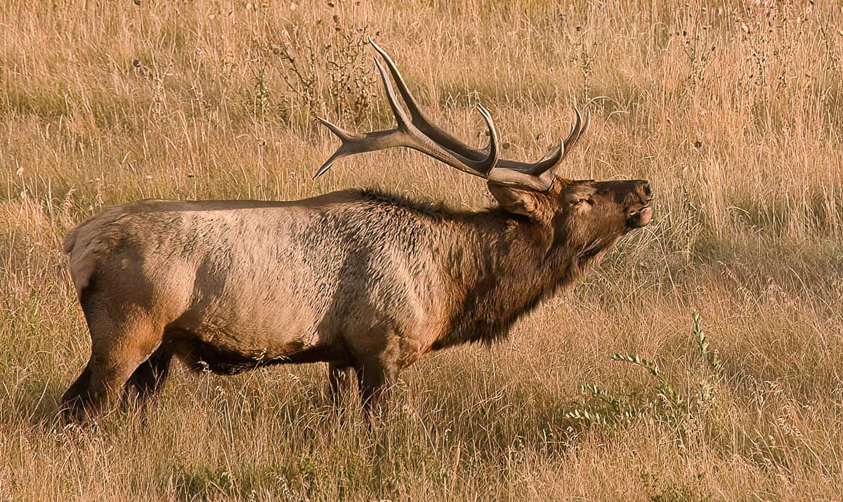 Bull Elk Bugling, Rocky Mountain National Park