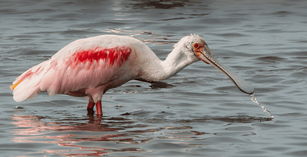 Roseate Spoonbill at Anahuac NWR, TX
