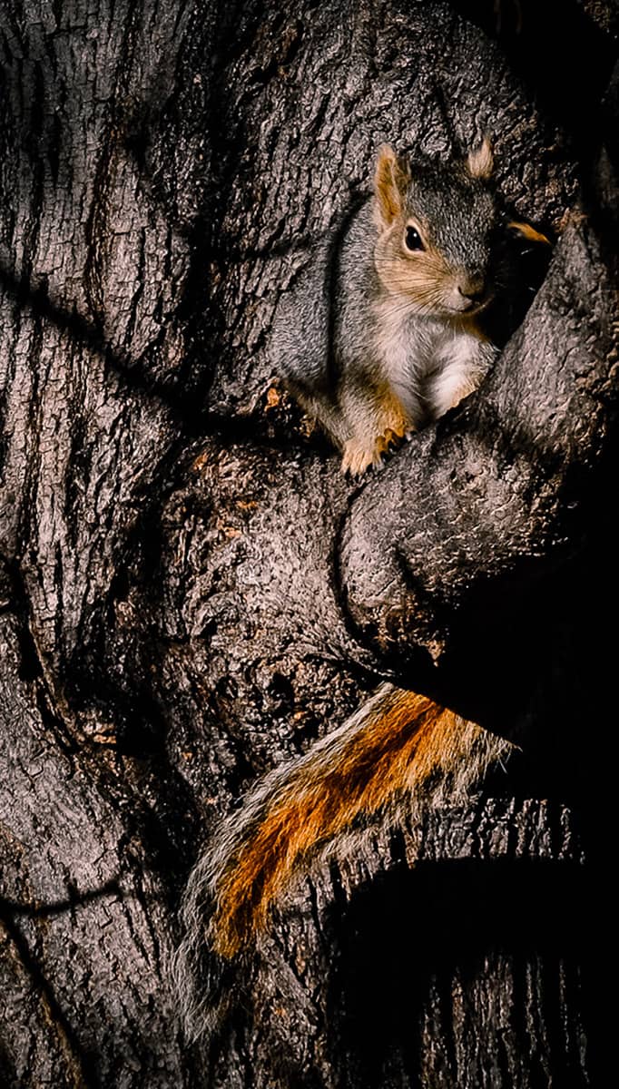 Fox Squirrel, Fort Collins, Colorado