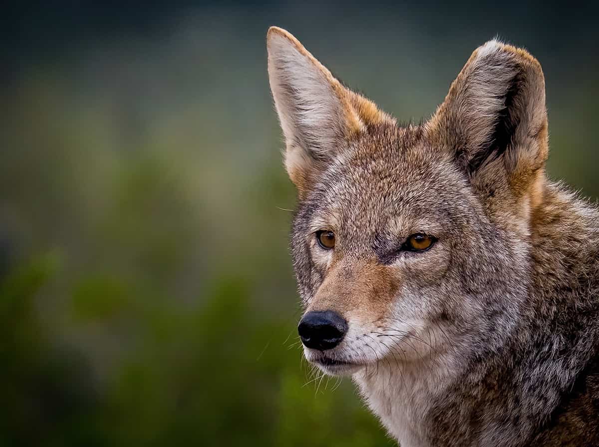 Coyote at Sonoran Desert Museum