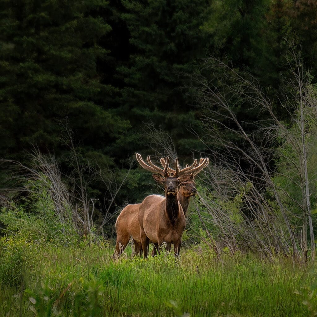 Pair of elk in velvet, Grand Teton National Park
