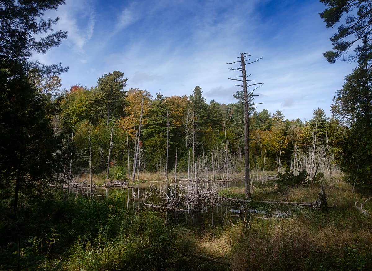 Beaver Pond in Vermont