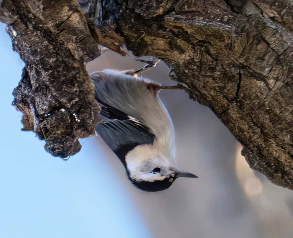 White-breasted Nuthatch, N. Shields Pond, Fort Collins, CO