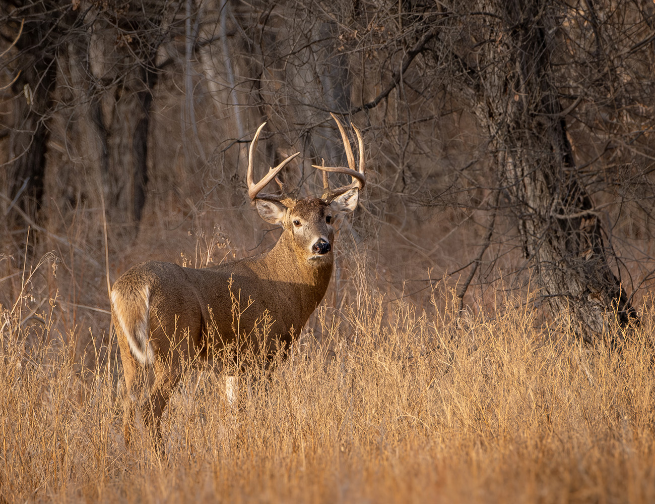White-tailed Deer Buck, Fort Collins, CO