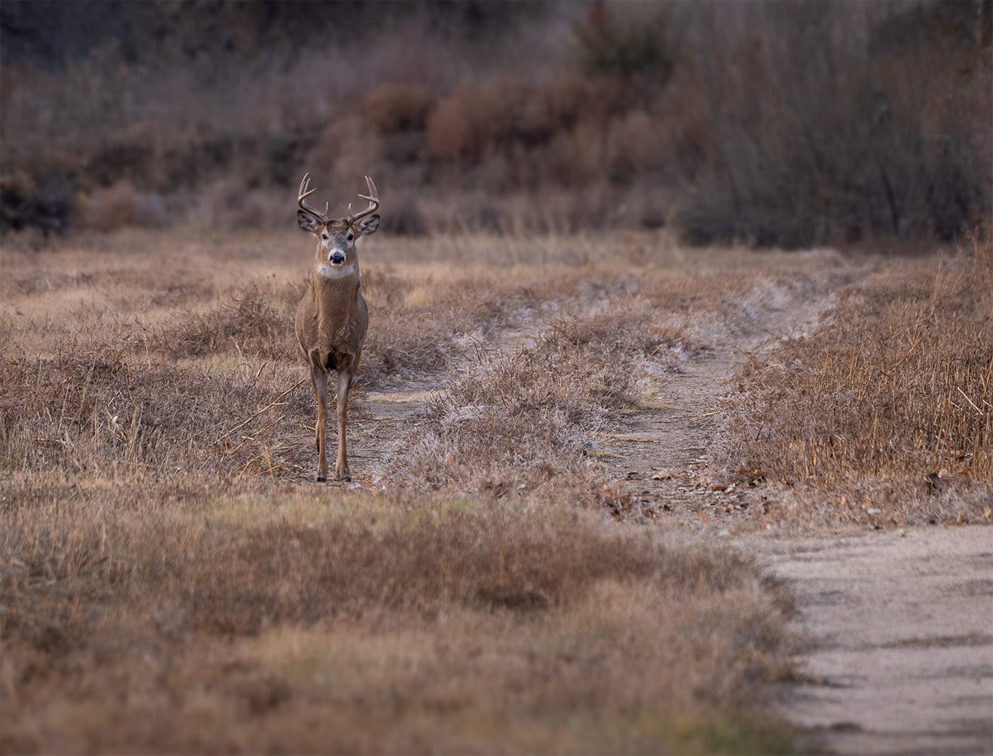 White-tailed Deer Buck, Running Deer NA, Fort Collins, CO