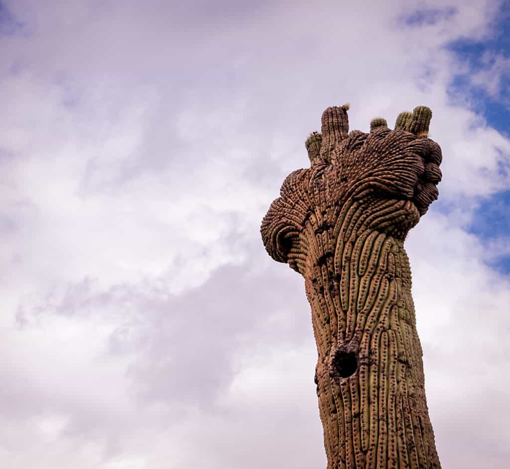 Saguaro Cactus, Tucson