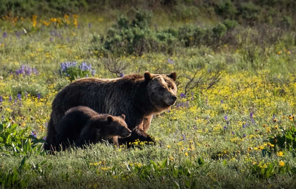 Grizzly 399 and Cub, Grand Teton National Park