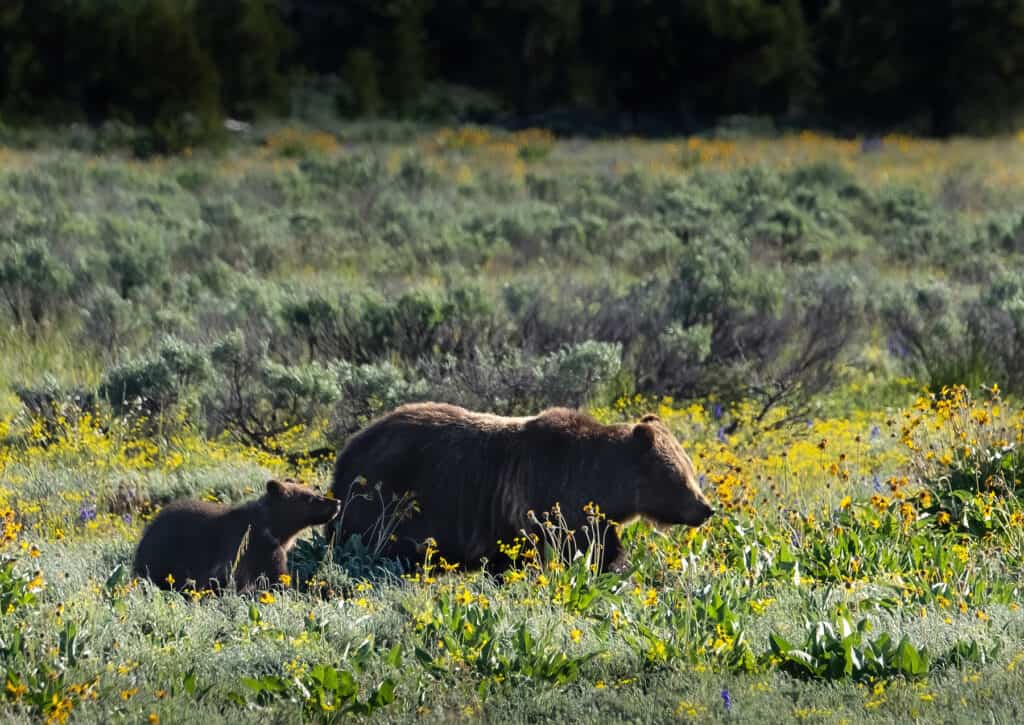 Grizzly 399 and Cub