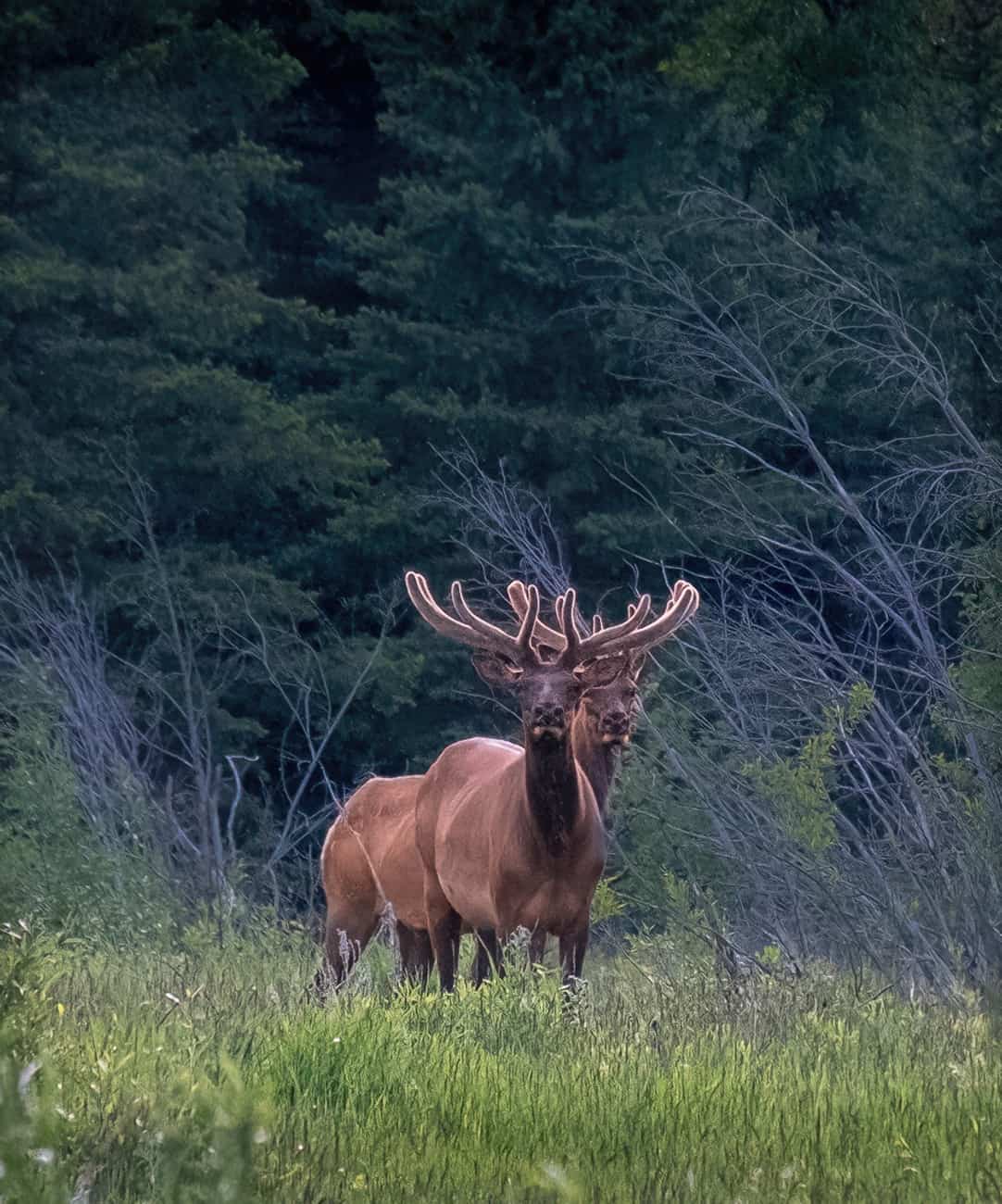 Pair of Bull Elk in Velvet